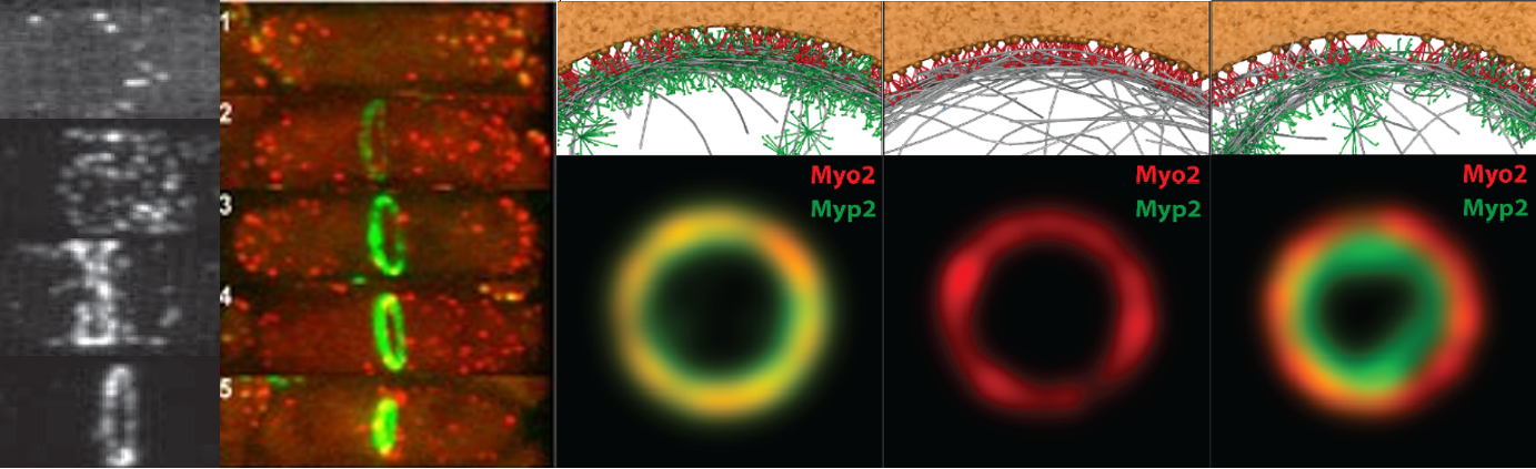 Assembly and constriction of the contractile ring in fission yeast (experimental images at left, courtesy of Tom Pollard, Yale). Images of simulations of the contractile ring, right. 