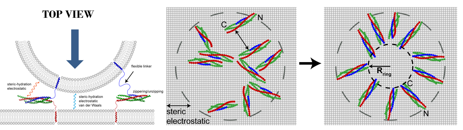 In simulations, SNARE complexes self-organize into circular clusters that exert entropic forces that push membranes together and catalyze their fusion.