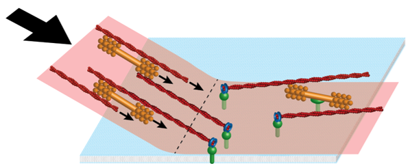 Partially anchored contractile rings are reeled in at the anchored/unanchored interface by oriented actin filaments.