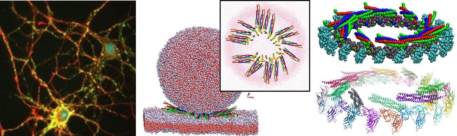 Simulations of the machinery that fuses membranes and releases neurotransmitters at synapses (middle and right). Image of cultured hippocampal neuron, courtesy of Clarissa Waites, Columbia University (left). 