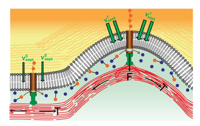 Cartoon depicting hypothesized mechanism that regulates septum growth in fission yeast. The contractile ring exerts force on mechanosensitive glucan synthase machinery, increasing the synthesis rate.