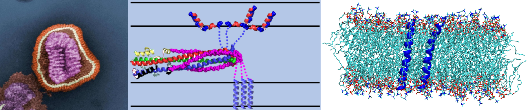 Representative image of influenza virus (left). Schematic diagram of influenza hemagglutinin protein (center). Simulation snapshot of hemagglutinin transmembrane domains (right).