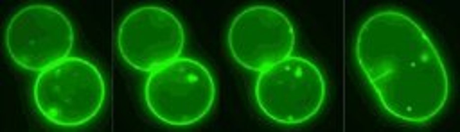 Fusion of two giant unilamellar vesicles (GUVs). Image courtesy of Joerg Nikolaus and Andreas Herrmann, Humboldt University.
