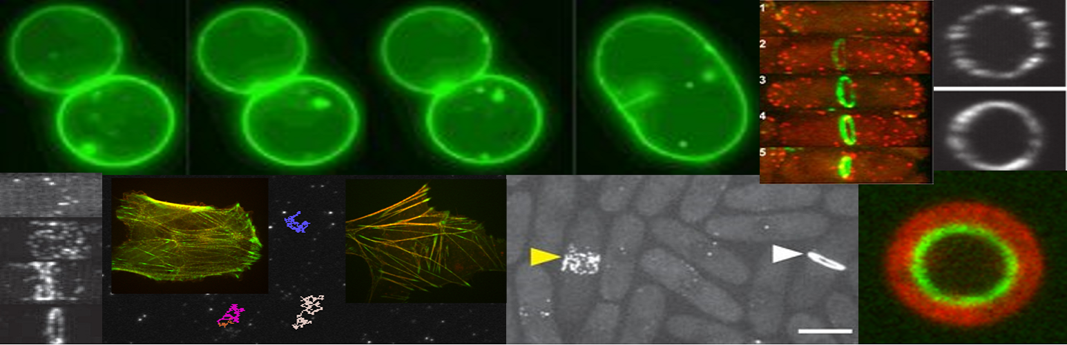 Collage of experimental images used in our research