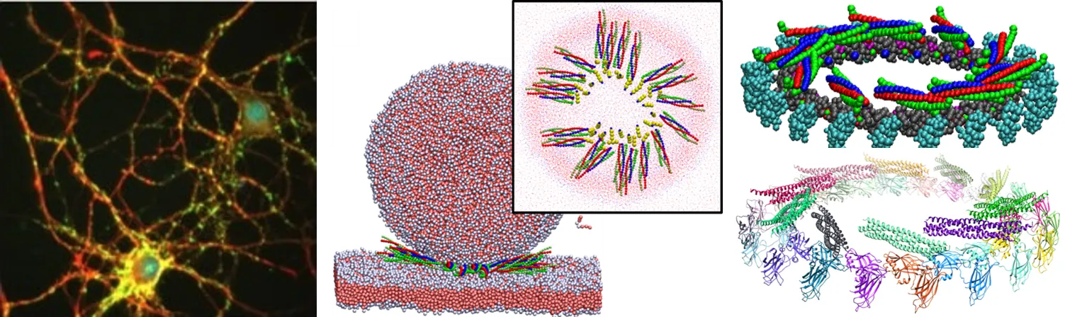 Simulations of the machinery that fuses membranes and releases neurotransmitters at synapses (middle and right). Image of cultured hippocampal neuron, courtesy of Clarissa Waites, Columbia University (left). 