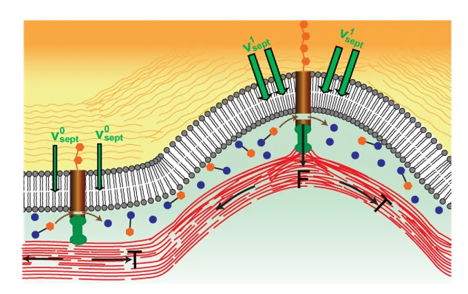 Cartoon depicting hypothesized mechanism that regulates septum growth in fission yeast. The contractile ring exerts force on mechanosensitive glucan synthase machinery, increasing the synthesis rate.